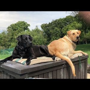 Meet your Posher, Cheryl